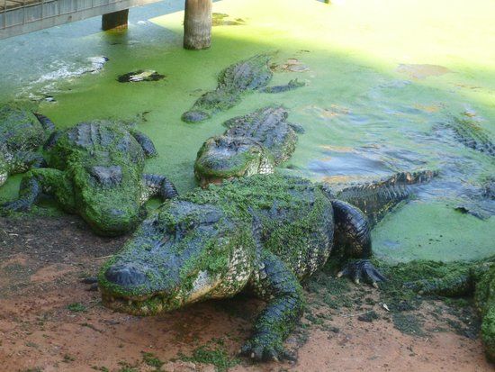 Malcolm Douglas Crocodile Park